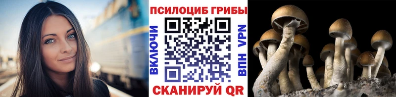 Купить закладки  Кувшиново  Галлюциногенные грибы MAGIC MUSHROOMS 